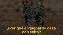 El guepardo: ¿por qué gana?