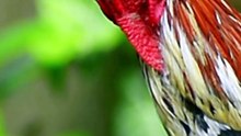 The Fearless Rooster