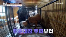 높은 철창을 스스로 타고 오른다?! 뽀비의 처절한 생존 본능