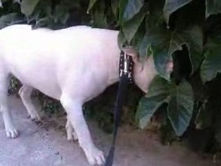 Kenzo ou la transe du bull terrier