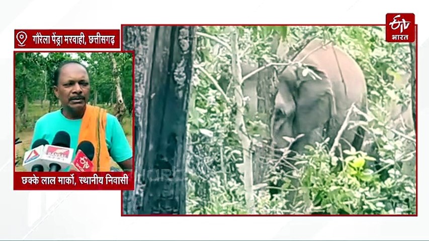 छत्तीसगढ़ में एक साथ 52 हाथियों की धमक से लोगों में हड़कंप, दहशत में कट रहा जीवन