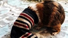 This Curious Guinea Pig Loves Exploring Its Cozy Home! 🐹❤️😍 | Cute Animal Moments