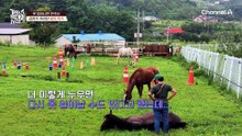 갑작스럽게 쓰러진 말! 제작진 출동?! 개 육아에 신경 쓰지 못한 말의 상태