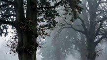 Calm video