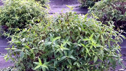 Des guimauves &agrave; la verveine : une innovation artisanale r&eacute;compens&eacute;e