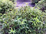 Des guimauves &agrave; la verveine : une innovation artisanale r&eacute;compens&eacute;e