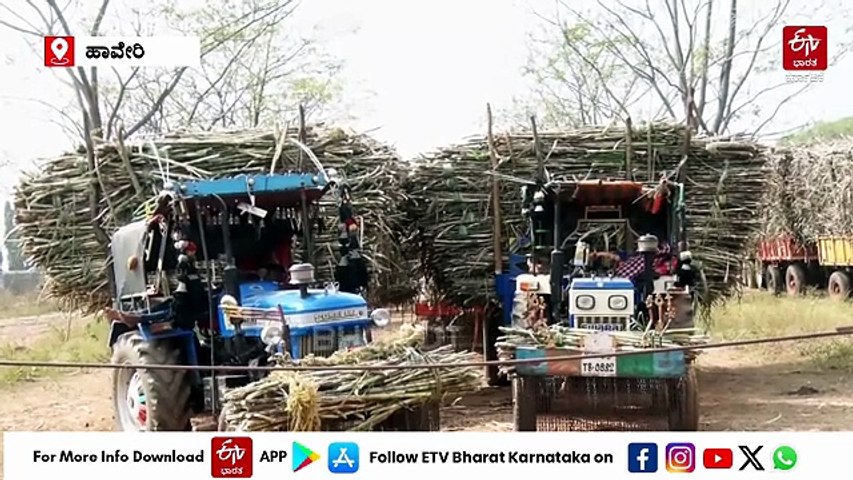 ಕಾರ್ಯಾಂರಭ ಮಾಡದ ಸಕ್ಕರೆ ಕಾರ್ಖಾನೆಗಳು: ಹಾವೇರಿ ಕಬ್ಬು ಬೆಳೆಗಾರರಿಗೆ ಕಹಿಯಾದ ಕಬ್ಬು
