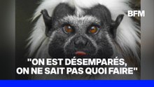 Pyrénées-Atlantiques: 14 singes volés d'un zoo près de Pau, dont certains en danger d'extinction