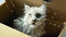 Woman Opens Mystery Box And Finds A Cat Who Needs Help
