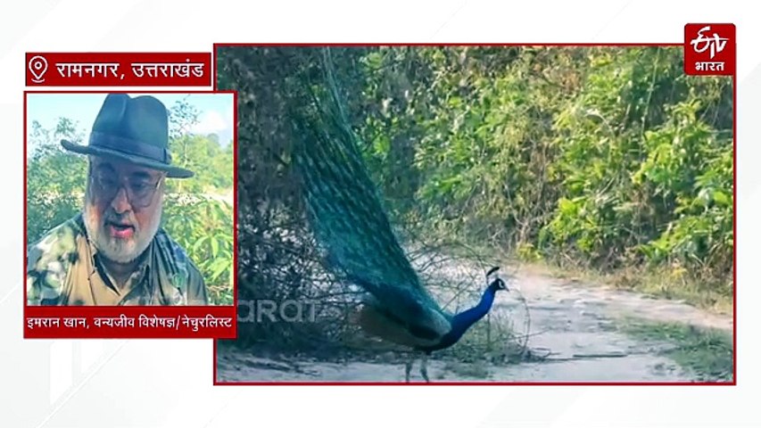 कार्बेट लैंडस्केप में गायब हुए मोर और जंगली मुर्गे! वन्यजीव विशेषज्ञों ने उठाई शोध की मांग