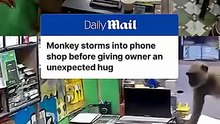 Monkey Storms Into Phone Shop and Gives Owner a Hug