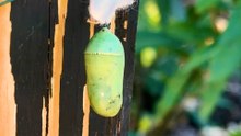 Woman Revives Mysterious Green “Lump” In Her Garden