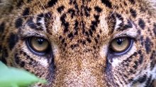 PANTANAL CAIMAN | The Hunter Caught in the Middle | Wildlife Documentary