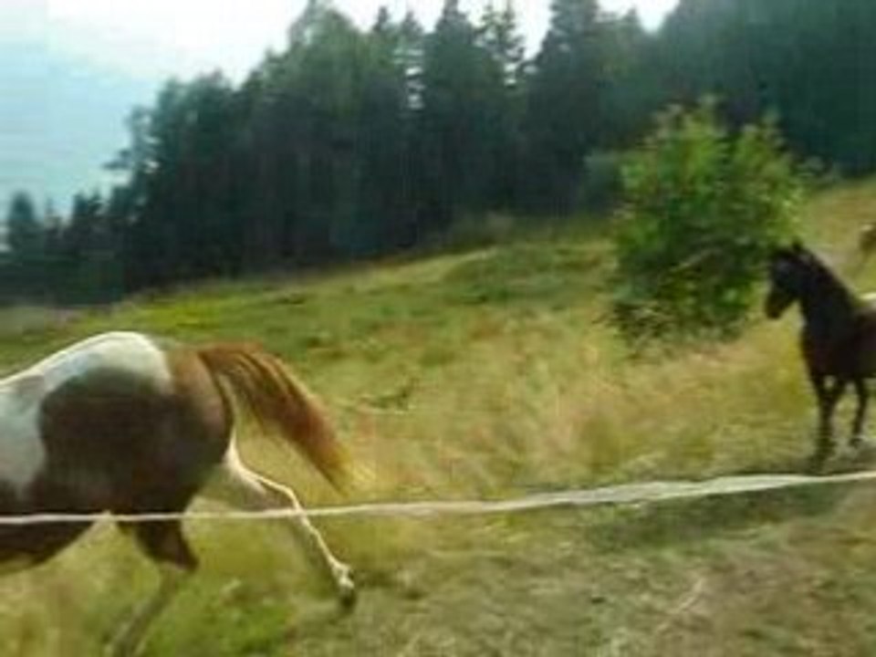 ginger galop
