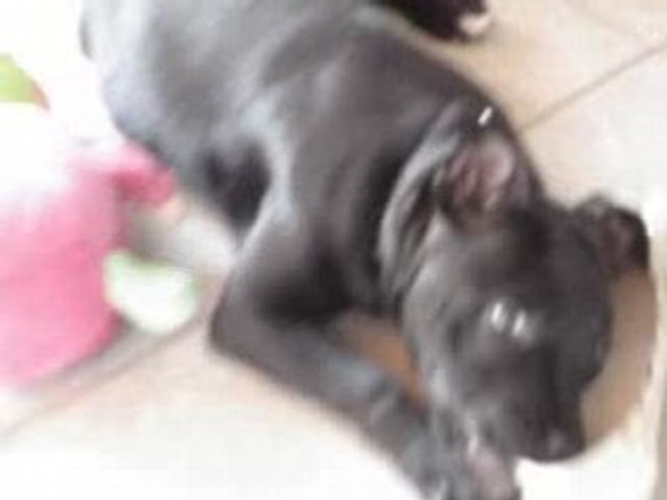 lucia staffordshire bull terrier