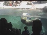 San Diego Zoo Panda & Polar Bears