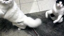 Dancing Cats & Dog 😻 Funny Cat & Dog Videos #catdancing #catfunny