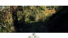 AgerOliva - Regala o adotta un ulivo a distanza