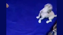 CUTEST DOG DANCE 🐶 adorable puppy dancing for food