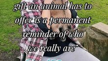 animals are true angels 💖