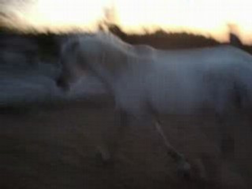 Loulou 044