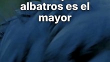 Aves extintas: envergadura