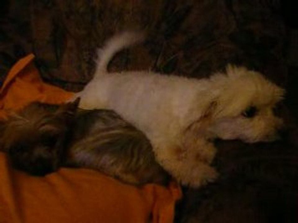 Suzie ma fifille, ma ballerine !