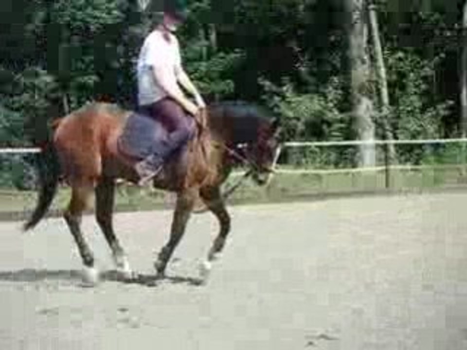 Frago galop
