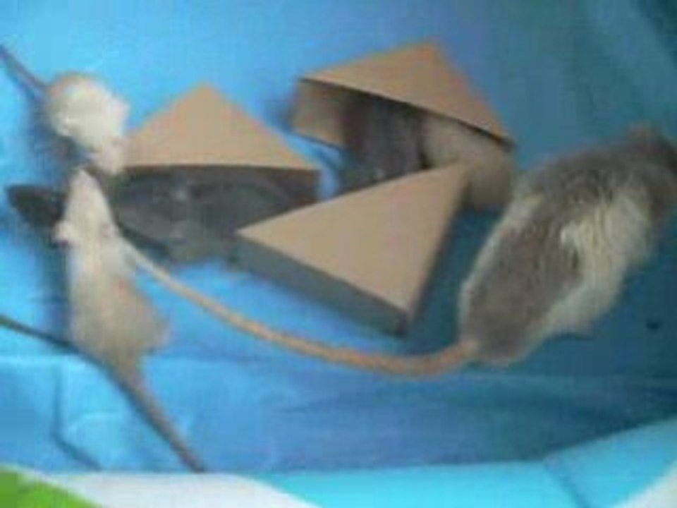 Présentation de leur père aux raton d'Houyo (part2)