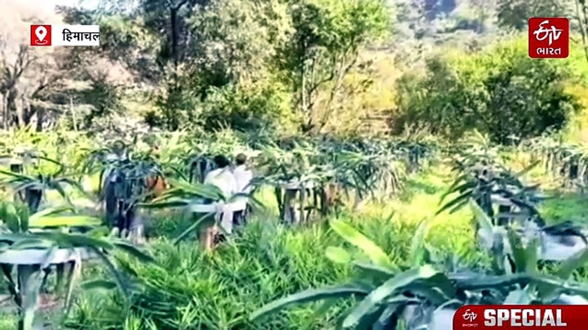 पारंपरिक खेती छोड़ ड्रैगन फ्रूट की बागवानी अपना रहे बागवान, सालाना हो रही लाखों की कमाई