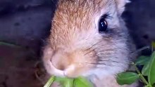 عشاق ألارنيب ماشاء الله 🐇