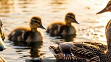 Daily Facts about Ducks