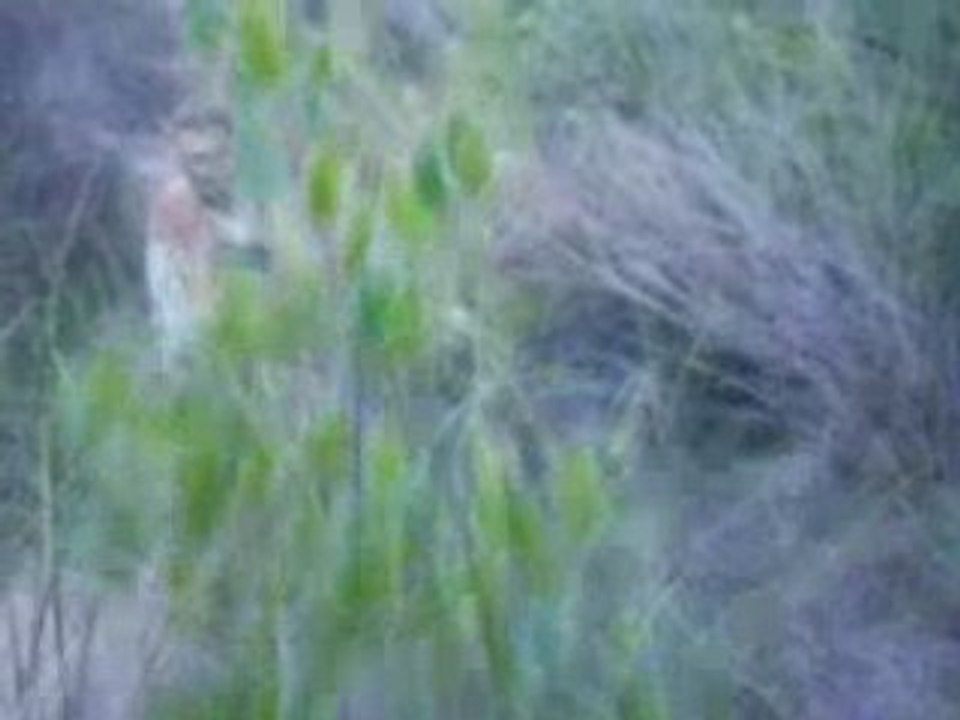 chute airsoft
