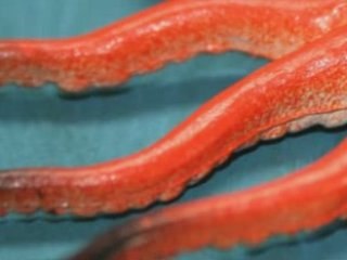 Calmar Géant - Sonotone Impérial