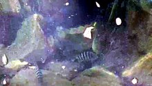 Ikan kakatua