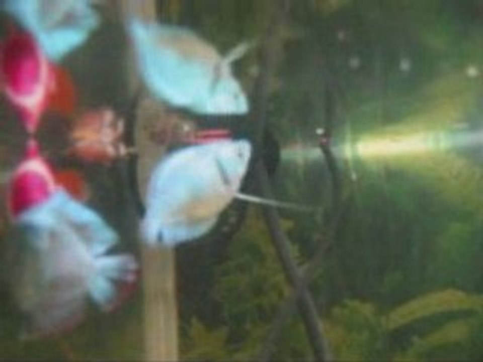9.2.　熱帯魚死亡