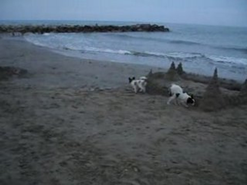Mes papillons à la mer 1
