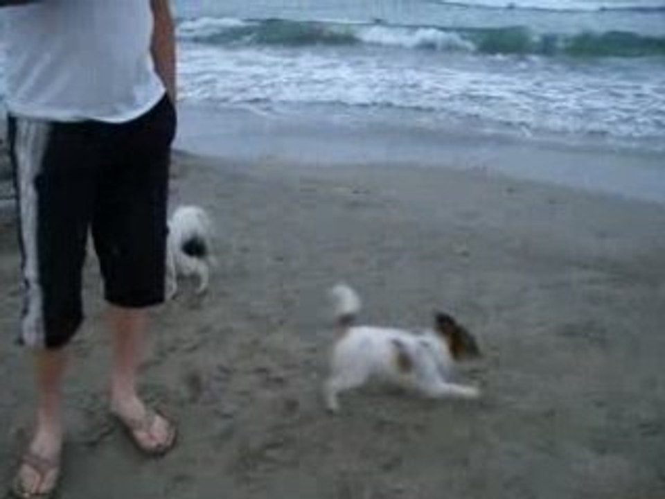 Mes papillons à la mer 2
