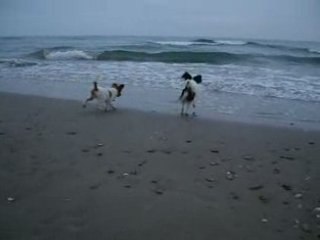 Mes papillons à la mer 3