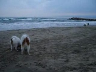 Mes papillons à la mer 5