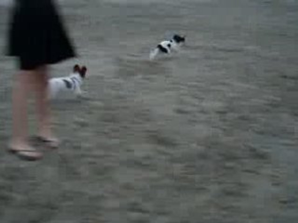 Mes papillons à la mer 6