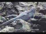 Galapagos Iguanas