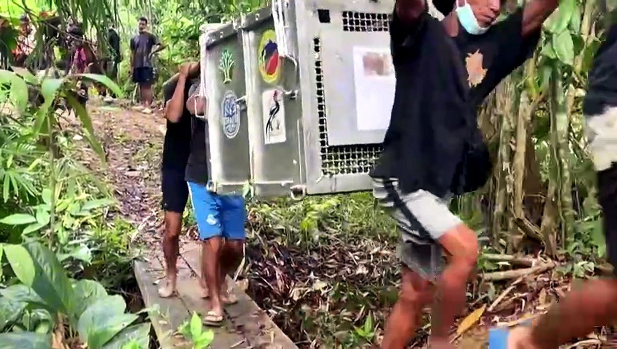 Indonesien: neun aus waldbränden gerettete orang-utans zurück im wald