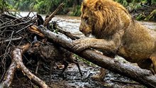 KISAH SINGA DAN SEMUT YANG DI REMEHKAN