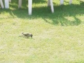 Le Pivert ou Pic-Vert