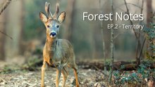 Hidden Forest Camera Reveals Beech Martens and a Velvet Roe Deer Buck