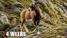 Mountain Mouflon Caught on Camera | Hidden Wildlife Trail Cam Footage
