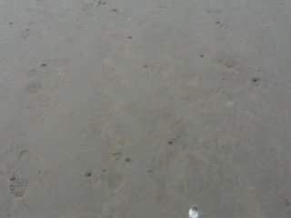 La mééér aux goélands