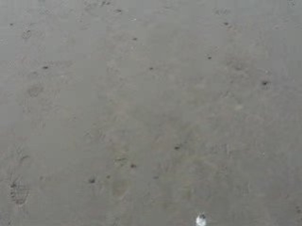 La mééér aux goélands