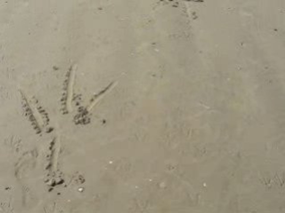 La mééér aux goélands 2ème